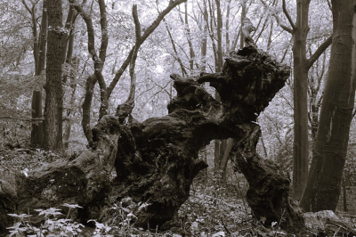 <i class='fa fa-user'></i>&nbsp;hesterb&nbsp;|  Boomsculptuur<>obstakel?&nbsp; <i class='fa fa-eye'>&nbsp;68</i> &nbsp;<i class='fa fa-thumbs-up'>&nbsp;1</i> &nbsp; <i class='fa fa-comment-o'>&nbsp;6</i>