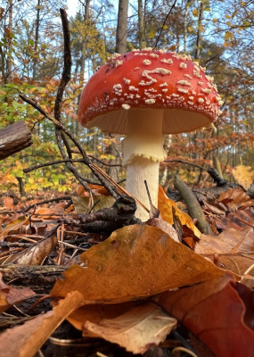 <i class='fa fa-user'></i>&nbsp;HenK5&nbsp;|  Vliegenzwam&nbsp; <i class='fa fa-eye'>&nbsp;62</i> &nbsp;<i class='fa fa-thumbs-up'>&nbsp;1</i> &nbsp; <i class='fa fa-comment-o'>&nbsp;6</i>