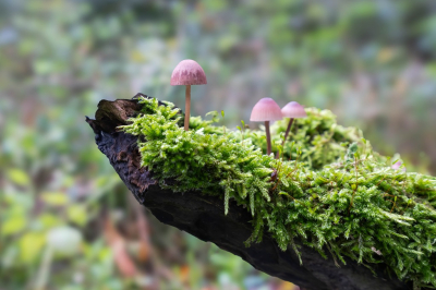 <i class='fa fa-user'></i>&nbsp;harrie69&nbsp;|  Grote Bloedsteelmycena&nbsp; <i class='fa fa-eye'>&nbsp;51</i> &nbsp;<i class='fa fa-thumbs-up'>&nbsp;1</i> &nbsp; <i class='fa fa-comment-o'>&nbsp;2</i>