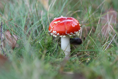 <i class='fa fa-user'></i>&nbsp;Paul Vandebroek&nbsp;|  Vliegenzwam&nbsp; <i class='fa fa-eye'>&nbsp;38</i> &nbsp;<i class='fa fa-thumbs-up'>&nbsp;2</i> &nbsp; <i class='fa fa-comment-o'>&nbsp;2</i>