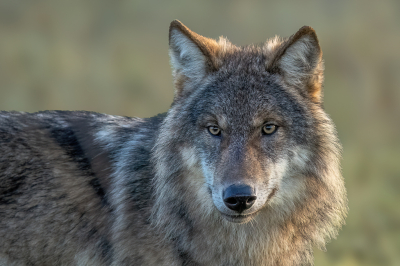 Al een aantal keer was ik in dit gebied geweest om een wolf te spotten en tot afgelopen woensdag geen glimp van de wolf. Woensdag was het raak en bij aankomst zag ik hem heel ver weg tegen de bosrand aan lopen. Binnen enkele minuten liep hij naar de weg waar ik stond en keek in recht in de ogen van dit machtige dier. Vele foto's kunnen maken en was moeilijk een keus te maken.