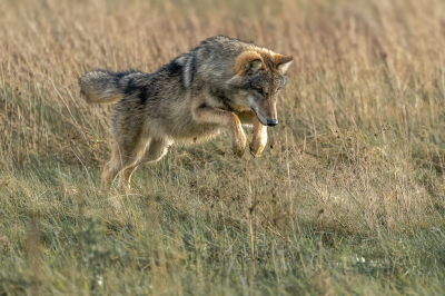 Terwijl de wolf naar de weg liep ving hij hier en daar een muis. Op deze foto bespringt hij een muis. Meer wolven foto's op https://www.wouterroepel.nl/portfolio/nieuw-1