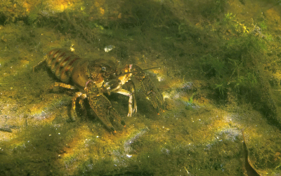 <i class='fa fa-user'></i> Eric Gibcus | Rode Amerikaanse Rivierkreeft  <i class='fa fa-eye'> 43</i>  <i class='fa fa-thumbs-up'> 3</i>   <i class='fa fa-comment-o'> 1</i>
