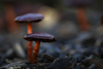 <i class='fa fa-user'></i>&nbsp;kiran&nbsp;|  Oranjerode Stropharia&nbsp; <i class='fa fa-eye'>&nbsp;69</i> &nbsp;<i class='fa fa-thumbs-up'>&nbsp;2</i> &nbsp; <i class='fa fa-comment-o'>&nbsp;7</i>