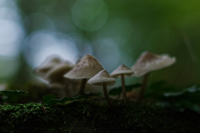 <i class='fa fa-user'></i>&nbsp;hesterb&nbsp;|  Helmmycena&nbsp; <i class='fa fa-eye'>&nbsp;67</i> &nbsp; <i class='fa fa-comment-o'>&nbsp;7</i>