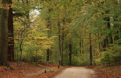 <i class='fa fa-user'></i>&nbsp;Tineke Strijbosch&nbsp;|  Bospad in de namiddag&nbsp; <i class='fa fa-eye'>&nbsp;73</i> &nbsp; <i class='fa fa-comment-o'>&nbsp;5</i>