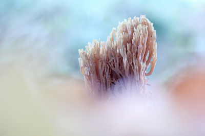 <i class='fa fa-user'></i>&nbsp;Pieter  LJ&nbsp;|  Rechte Koraalzwam&nbsp; <i class='fa fa-eye'>&nbsp;109</i> &nbsp;<i class='fa fa-thumbs-up'>&nbsp;8</i> &nbsp; <i class='fa fa-comment-o'>&nbsp;11</i>