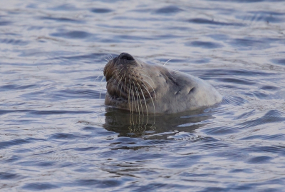 <i class='fa fa-user'></i> jeb | Grijze Zeehond  <i class='fa fa-eye'> 87</i>  <i class='fa fa-thumbs-up'> 3</i>   <i class='fa fa-comment-o'> 8</i>
