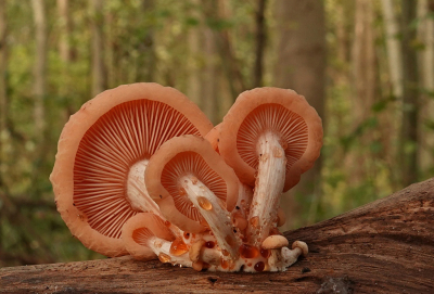 <i class='fa fa-user'></i>&nbsp;Nel R&nbsp;|  Zalmzwam&nbsp; <i class='fa fa-eye'>&nbsp;114</i> &nbsp;<i class='fa fa-thumbs-up'>&nbsp;11</i> &nbsp; <i class='fa fa-comment-o'>&nbsp;12</i>