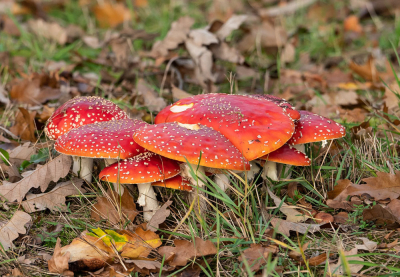 <i class='fa fa-user'></i>&nbsp;Peter van den Berg&nbsp;|  Vliegenzwam&nbsp; <i class='fa fa-eye'>&nbsp;60</i> &nbsp; <i class='fa fa-comment-o'>&nbsp;5</i>