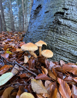 <i class='fa fa-user'></i>&nbsp;HenK5&nbsp;|  Schubbige Bundelzwam&nbsp; <i class='fa fa-eye'>&nbsp;61</i> &nbsp; <i class='fa fa-comment-o'>&nbsp;1</i>