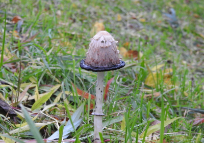 <i class='fa fa-user'></i>&nbsp;Jovanzo&nbsp;|  Geschubde Inktzwam&nbsp; <i class='fa fa-eye'>&nbsp;61</i> &nbsp; <i class='fa fa-comment-o'>&nbsp;5</i>