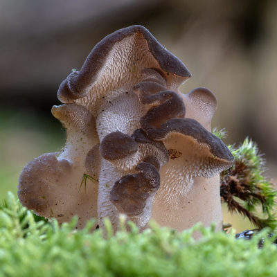 <i class='fa fa-user'></i>&nbsp;Johan van Gurp&nbsp;|  Stekeltrilzwam&nbsp; <i class='fa fa-eye'>&nbsp;125</i> &nbsp;<i class='fa fa-thumbs-up'>&nbsp;11</i> &nbsp; <i class='fa fa-comment-o'>&nbsp;10</i>