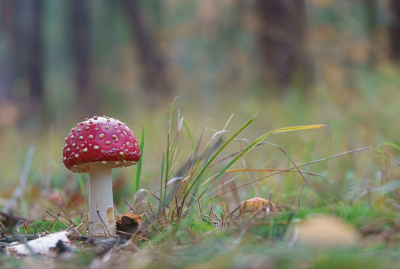 <i class='fa fa-user'></i>&nbsp;Henk Bouter&nbsp;|  Vliegenzwam&nbsp; <i class='fa fa-eye'>&nbsp;69</i> &nbsp;<i class='fa fa-thumbs-up'>&nbsp;2</i> &nbsp; <i class='fa fa-comment-o'>&nbsp;7</i>