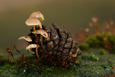 <i class='fa fa-user'></i>&nbsp;frbeuming&nbsp;|  Muizenstaartzwam&nbsp; <i class='fa fa-eye'>&nbsp;56</i> &nbsp;<i class='fa fa-thumbs-up'>&nbsp;1</i> &nbsp; <i class='fa fa-comment-o'>&nbsp;6</i>