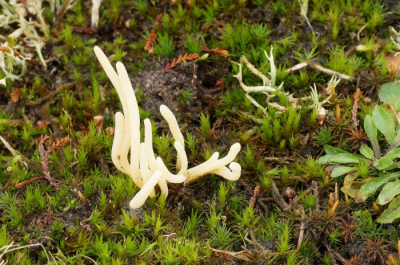 <i class='fa fa-user'></i>&nbsp;Jelle Bakker&nbsp;|  Heideknotszwam&nbsp; <i class='fa fa-eye'>&nbsp;52</i> &nbsp; <i class='fa fa-comment-o'>&nbsp;1</i>