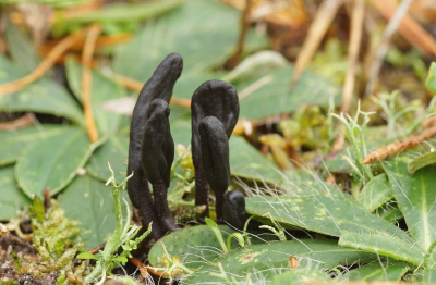 <i class='fa fa-user'></i>&nbsp;Jelle Bakker&nbsp;|  Aardtong sp.&nbsp; <i class='fa fa-eye'>&nbsp;63</i> &nbsp; <i class='fa fa-comment-o'>&nbsp;5</i>