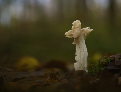 <i class='fa fa-user'></i>&nbsp;janvangastel&nbsp;|  Witte Kluifzwam&nbsp; <i class='fa fa-eye'>&nbsp;82</i> &nbsp;<i class='fa fa-thumbs-up'>&nbsp;6</i> &nbsp; <i class='fa fa-comment-o'>&nbsp;5</i>