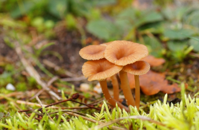 <i class='fa fa-user'></i>&nbsp;Jelle Bakker&nbsp;|  Roodbruin Trechtertje&nbsp; <i class='fa fa-eye'>&nbsp;46</i> &nbsp; <i class='fa fa-comment-o'>&nbsp;1</i>