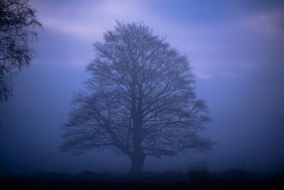Deze boom stond als een monument in de mist, 1 van de vele mooie momenten die ik die dag heb mogen vastleggen.