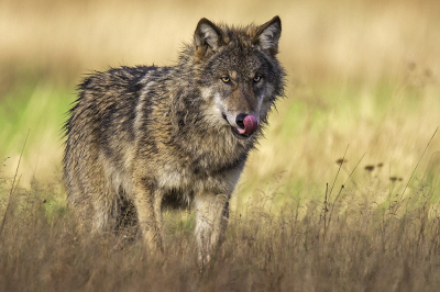 Canis lupus / Wolf / Wolf