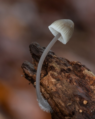 <i class='fa fa-user'></i>&nbsp;Johan van Gurp&nbsp;|  Bundelmycena&nbsp; <i class='fa fa-eye'>&nbsp;50</i> &nbsp;<i class='fa fa-thumbs-up'>&nbsp;3</i> &nbsp; <i class='fa fa-comment-o'>&nbsp;3</i>