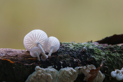 <i class='fa fa-user'></i>&nbsp;Henk Bouter&nbsp;|  Porseleinzwam&nbsp; <i class='fa fa-eye'>&nbsp;58</i> &nbsp;<i class='fa fa-thumbs-up'>&nbsp;1</i> &nbsp; <i class='fa fa-comment-o'>&nbsp;3</i>