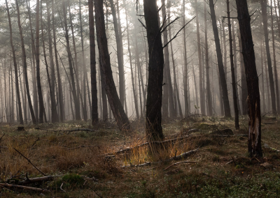 <i class='fa fa-user'></i> David | Licht in het bos  <i class='fa fa-eye'> 76</i>   <i class='fa fa-comment-o'> 3</i>