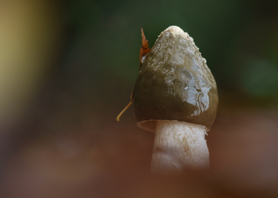 <i class='fa fa-user'></i>&nbsp;Jurgen Maassen&nbsp;|  Grote Stinkzwam&nbsp; <i class='fa fa-eye'>&nbsp;83</i> &nbsp;<i class='fa fa-thumbs-up'>&nbsp;9</i> &nbsp; <i class='fa fa-comment-o'>&nbsp;8</i>