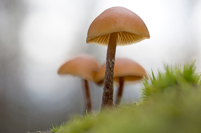 <i class='fa fa-user'></i>&nbsp;erikvanark&nbsp;|  Bundelmosklokje&nbsp; <i class='fa fa-eye'>&nbsp;59</i> &nbsp;<i class='fa fa-thumbs-up'>&nbsp;3</i> &nbsp; <i class='fa fa-comment-o'>&nbsp;7</i>