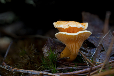 <i class='fa fa-user'></i>&nbsp;erikvanark&nbsp;|  Valse Hanenkam&nbsp; <i class='fa fa-eye'>&nbsp;51</i> &nbsp;<i class='fa fa-thumbs-up'>&nbsp;1</i> &nbsp; <i class='fa fa-comment-o'>&nbsp;5</i>