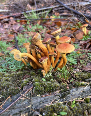 <i class='fa fa-user'></i>&nbsp;HenK5&nbsp;|  Gewone Zwavelkop&nbsp; <i class='fa fa-eye'>&nbsp;60</i> &nbsp; <i class='fa fa-comment-o'>&nbsp;4</i>