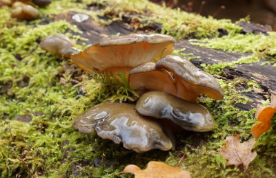 <i class='fa fa-user'></i>&nbsp;Jelle Bakker&nbsp;|  Groene Schelpzwam&nbsp; <i class='fa fa-eye'>&nbsp;43</i> &nbsp; <i class='fa fa-comment-o'>&nbsp;1</i>