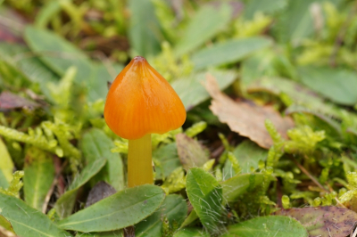 <i class='fa fa-user'></i>&nbsp;Jelle Bakker&nbsp;|  Zwartwordende Wasplaat&nbsp; <i class='fa fa-eye'>&nbsp;48</i> &nbsp; <i class='fa fa-comment-o'>&nbsp;5</i>