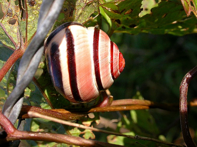 <i class='fa fa-user'></i> Gerard Pennards | Zwartgerande Tuinslak  <i class='fa fa-eye'> 88</i>   <i class='fa fa-comment-o'> 2</i>