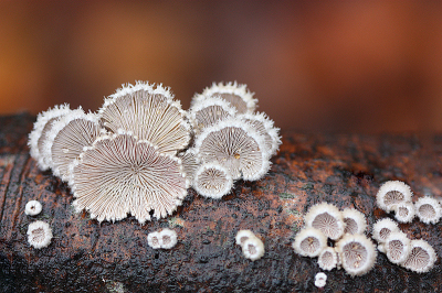 <i class='fa fa-user'></i>&nbsp;Paul Vandebroek&nbsp;|  Waaiertje&nbsp; <i class='fa fa-eye'>&nbsp;102</i> &nbsp;<i class='fa fa-thumbs-up'>&nbsp;9</i> &nbsp; <i class='fa fa-comment-o'>&nbsp;7</i>