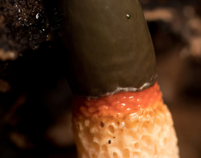 <i class='fa fa-user'></i>&nbsp;Meindert&nbsp;|  Kleine Stinkzwam&nbsp; <i class='fa fa-eye'>&nbsp;76</i> &nbsp; <i class='fa fa-comment-o'>&nbsp;4</i>