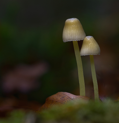 <i class='fa fa-user'></i>&nbsp;janvangastel&nbsp;|  Graskleefsteelmycena&nbsp; <i class='fa fa-eye'>&nbsp;62</i> &nbsp;<i class='fa fa-thumbs-up'>&nbsp;2</i> &nbsp; <i class='fa fa-comment-o'>&nbsp;6</i>