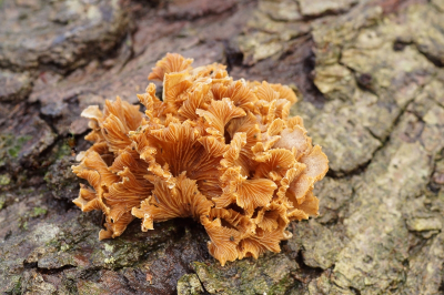 <i class='fa fa-user'></i>&nbsp;Jelle Bakker&nbsp;|  Scherpe Schelpzwam&nbsp; <i class='fa fa-eye'>&nbsp;64</i> &nbsp;<i class='fa fa-thumbs-up'>&nbsp;3</i> &nbsp; <i class='fa fa-comment-o'>&nbsp;6</i>