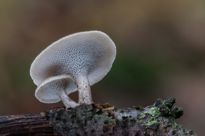 <i class='fa fa-user'></i>&nbsp;Johan van Gurp&nbsp;|  Winterhoutzwam&nbsp; <i class='fa fa-eye'>&nbsp;95</i> &nbsp;<i class='fa fa-thumbs-up'>&nbsp;8</i> &nbsp; <i class='fa fa-comment-o'>&nbsp;11</i>