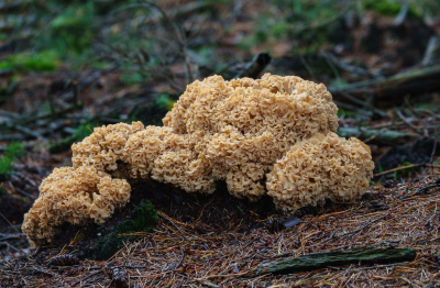 <i class='fa fa-user'></i>&nbsp;Henk Bouter&nbsp;|  Grote Sponszwam&nbsp; <i class='fa fa-eye'>&nbsp;71</i> &nbsp;<i class='fa fa-thumbs-up'>&nbsp;1</i> &nbsp; <i class='fa fa-comment-o'>&nbsp;5</i>