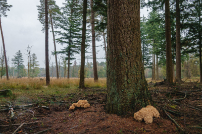 <i class='fa fa-user'></i>&nbsp;Henk Bouter&nbsp;|  Grote Sponszwam&nbsp; <i class='fa fa-eye'>&nbsp;90</i> &nbsp; <i class='fa fa-comment-o'>&nbsp;5</i>