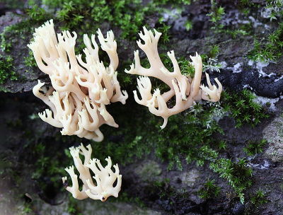 <i class='fa fa-user'></i>&nbsp;Paul Vandebroek&nbsp;|  Witte Koraalzwam&nbsp; <i class='fa fa-eye'>&nbsp;61</i> &nbsp;<i class='fa fa-thumbs-up'>&nbsp;1</i> &nbsp; <i class='fa fa-comment-o'>&nbsp;4</i>