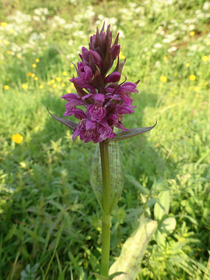 <i class='fa fa-user'></i> A. Soeting |  Brede Orchis  <i class='fa fa-eye'> 60</i>   <i class='fa fa-comment-o'> 6</i>