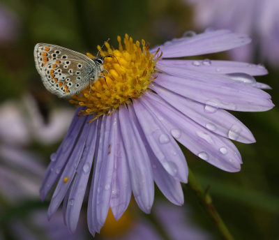 <i class='fa fa-user'></i> Ad Sprang |  Bruin Blauwtje  <i class='fa fa-eye'> 65</i>  <i class='fa fa-thumbs-up'> 3</i>   <i class='fa fa-comment-o'> 4</i>