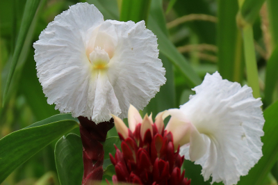 <i class='fa fa-user'></i> A. Soeting |  Cheilocostus speciosus  <i class='fa fa-eye'> 26</i>   <i class='fa fa-comment-o'> 0</i>
