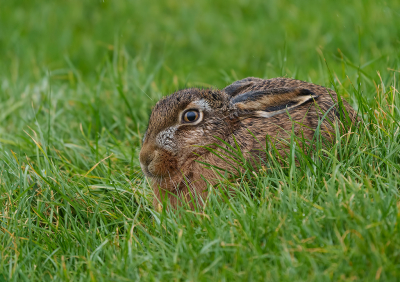 Onlangs een lang weekend in Friesland geweest met een maatje.

Qua weer was het huilen met de pet op. Koud, nat en donker. Zo af en toe was het ietsjes beter, zoals op het moment van deze opname. Nog wel wat spettertjes te zien.

Ik heb nog nooit zoveel hazen gezien, en alles in de buurt van of langs de dijk. Vanuit de auto waren ze goed te benaderen en vast te leggen.

Dan zie je pas hoe mooi ze eigenlijk zijn, althans dat vindt ik. Vooral die ogen zijn gaaf.

Uit de hand, vanuit de auto van mijn maatje.