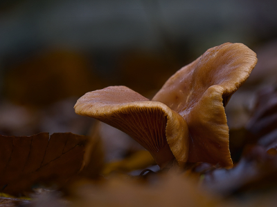 <i class='fa fa-user'></i> janvangastel |  Lactarius sp.  <i class='fa fa-eye'> 11</i>   <i class='fa fa-comment-o'> 1</i>