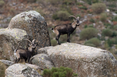 Nature picture: 1. Spaanse Steenbok