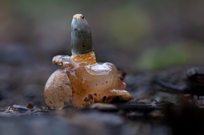 Ook in de tuin vond ik enkele duivelseitjes van stinkzwam, wachtte enkele dagen af tot een ei zou openscheuren en het vruchtlichaam zich zou vertonen, die morgen was er het topje te zien, enkele uren later werd deze foto gemaakt met een paraplu erboven, was immers non stop regen vorige maandag hier, ze worden een 10tal cm hoog, eind van de dag had hij die gestalte maar kort nadien lag hij reeds tegen de vlakte, de steel is sponsachtig en heel broos, tevens geliefd bij slakken en insecten, bij gevolg leven ze meestal maar enkele uren,  je treft ze zelden mooi rechtstaand.